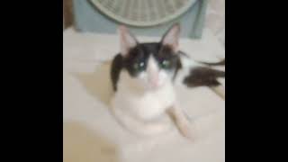 Raising cats at home  Chats reproducteurs Cats Chats Kitten [upl. by Aerua]