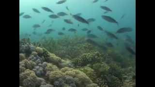 A Day In the Life Of A Reef Fish Fish Activity Changes During The Day [upl. by Naujuj503]