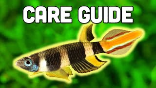 Clown Killifish Care Guide  Stunning 7Colored Killifish for Nano Tanks [upl. by Shelton487]