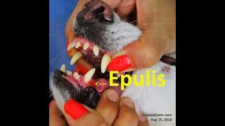 Epulis gum tumour in a 10yearold Spitz Pt 12 [upl. by Soren481]