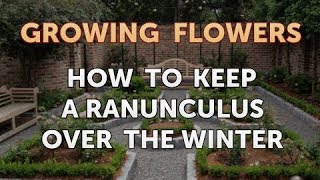 How to Keep a Ranunculus Over the Winter [upl. by Todd]