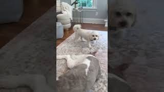 The cavachon is so jealous cute dog cavochon slay funny here the sound [upl. by Anyel964]