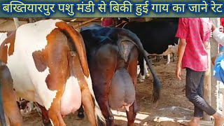 Bakhtiyarpur Pashu Mandi  Hf Cow Market  Jersey Cow Mela [upl. by Yelak]