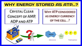 What is ATP  Why is ATP the energy currency of the cell [upl. by Leede]