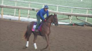 Victory to Victory Progressing Ahead of Breeders Cup Juvenile Fillies Turf [upl. by Annekam]