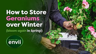 Complete Guide to Overwintering Geraniums [upl. by Iht821]