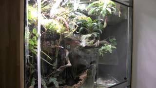 Paludarium Regenwald Tropen Terrarium Dendrobates Frösche 082015 [upl. by Elletnohs]