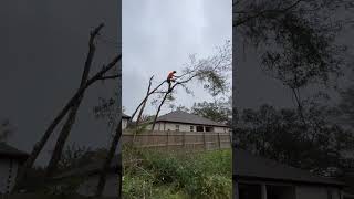 Possibly the Fastest 🦵Tree climber 🧗 in the world 🌎 33 seconds On this video 😇 [upl. by Reld]