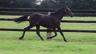 Vidéo LOT 0404 NUIT DE VAUVERT  Ventes de Trotteurs de Caen  24 septembre 2024 [upl. by Maxia]