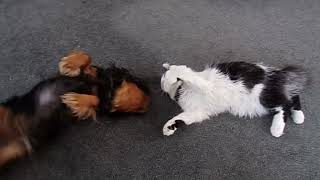 Aliyah the King Charles Spaniel and Alphie the Norwegian Forest Cat Starring in Just Funnin Around [upl. by Elberfeld]