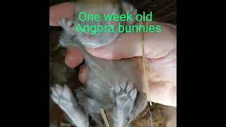 Angora baby kits one week old [upl. by Saxe]