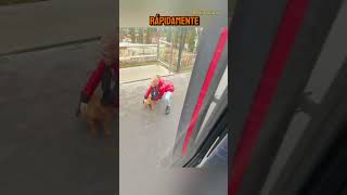 quotEsta Niña Rescató a un Cachorro Abandonado y Conductor Defendió su Bondadquot youtubeshorts [upl. by Gayn]