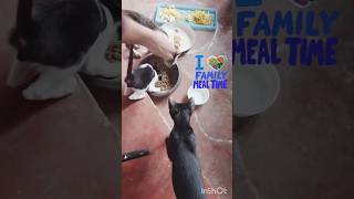 Happy dinner shorts youtubeshorts cat kitten catlover [upl. by Arv]