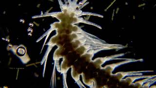 Myrianida polychaete epitoke [upl. by Christie482]