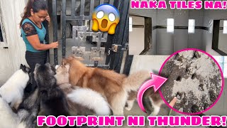 Our Pack Got Out  NAWALA SI THUNDER  Husky Pack TV  Vlogmas 2021 [upl. by Willey306]