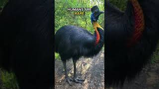 Cassowary The Deadliest Bird In The World [upl. by Findlay406]