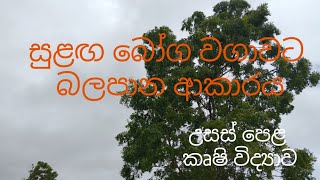 සුළඟ බෝග වගාවට බලපාන ආකාරය  Agricultural Science for Advance Level Examination Sinhala medium [upl. by Kampmann]