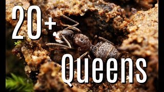 MASSIVE QUEEN UPDATE  Brachymyrmex Patagonicus Colony Update 5 [upl. by Kciredor321]