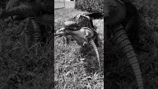 Alligator EATS Armadillo short shorts animal nature wildlife reptiles alligator food [upl. by Ehctav]