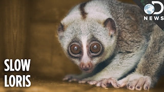 Everything You Need To Know About The Slow Loris [upl. by Aseretairam347]