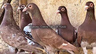 Meulemans pigeons [upl. by Iaoh704]