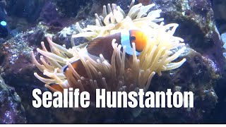 I visit the Sealife Centre in Hunstanton [upl. by Hsejar725]