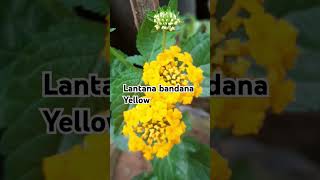 Lantana bandana plant  yellow nature garden [upl. by Tillfourd]