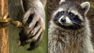 Racoon Demonstrates Problem Solving Skills  Earth Unplugged [upl. by Lynda542]