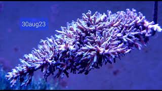 4 months of Acropora Echinata quotICE FIREquot [upl. by Retxed]