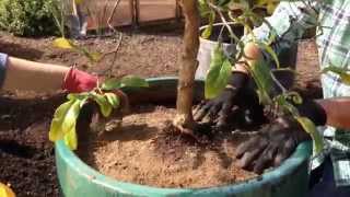 How to Repot a Citrus Tree  Sunset [upl. by Gatias922]