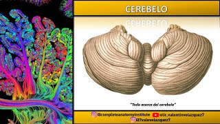 NEUROANATOMÍA  IRRIGACIÓN DEL CEREBELO  AICA PICA Arteria cerebelosa superior [upl. by Hallsy]