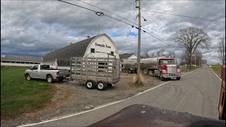 Milk pickup on our 70 cow dairy and moving heifers back to the main barn for breeding… [upl. by Vokay]