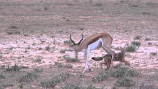 Jackal brings down a Springbok Part 1 of 2 [upl. by Faydra]