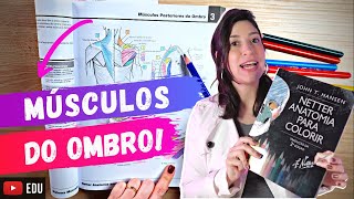 MÃšSCULOS posteriores do OMBRO Anatomia para colorir [upl. by Cupo]