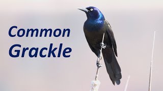 Common Grackles Funny Behaviors Sounds Display Foraging Feeding etc [upl. by Etterb]