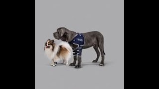 Alpha Mobility Australia presents BALTO Dog leg braces  Supports and splints [upl. by Sacci]