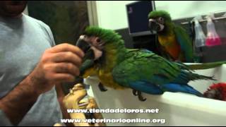 Guacamayo Miligold  Veterinario Online [upl. by Pisarik660]