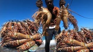 MY BIGGEST LOBSTER FIND EVER LOBSTER SEASON IN JAMAICA CATCH CLEAN COOK [upl. by Gaddi170]