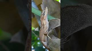 Anolis nebulosus 🦎 reptiles wildlife [upl. by Nodnarbal]