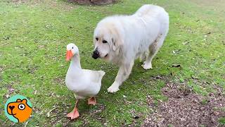 Two Huge Dogs Run The Farms As Gentle Giants  Cuddle Buddies [upl. by Vaasta316]