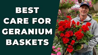 Best GERANIUM Care for Baskets  How to Clean Up amp Care for Geraniums [upl. by Odarbil397]