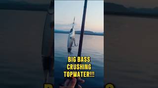 Giant WHOPPER PLOPPER Destroyed shorts fishing kayakfishing [upl. by Samau90]