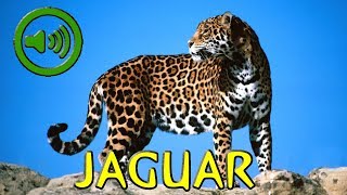 Rugido de Jaguar  Panthera onca [upl. by Kemeny985]