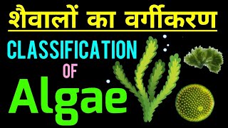 शैवालों का वर्गीकरण  Classification of Algae  Algae in hindi  Algae ka vargikaran  biology [upl. by Alliber328]