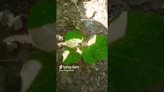 Hollyhock punjabi punjabisong hollyhock gardenplants terracegardens shortsvideo ytshorts [upl. by Philippine]