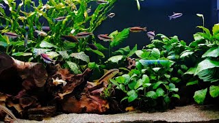 Community Tank Fish get Daphnia Anubias Planted Aquarium [upl. by Rider]