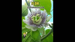 FLOR DE GRANADILLA [upl. by Uticas]