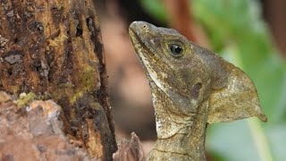 Brown Basilisk Lizard Camouflages Itself Against Tree Trunk in South Florida [upl. by Crean]