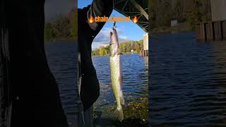 🎣 chain pickerel on a pan fish setup fishandwildlife wildwildlife fishing fight fishinglife [upl. by Putnam726]