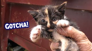 TOP 5 KITTEN GRABBIN’ RESCUES [upl. by Llerdnek438]